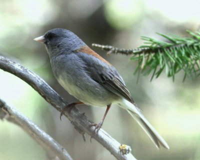 GrayHeadedJunco.jpg
