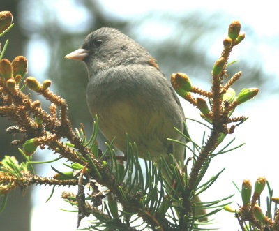 GrayHeadedJunco2.jpg