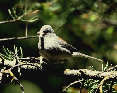 GrayHeadedJunco5.jpg