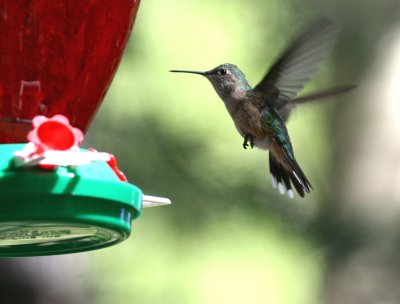 Hummingbird2.jpg