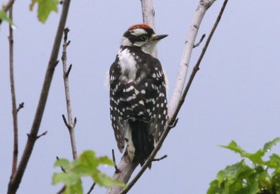 DownyWoodPecker.jpg