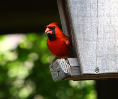 FeedingCardinal3.jpg