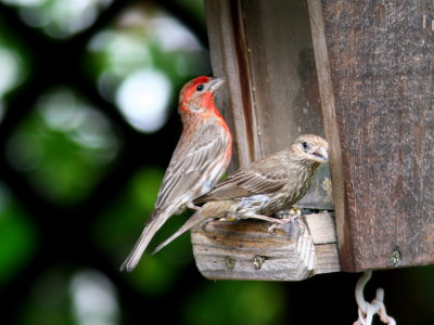 Ma-n-Pa-Finch.jpg