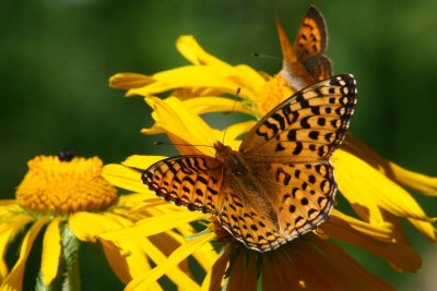 Butterfly2.jpg