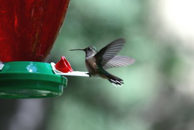 Hummingbird.jpg