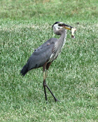 BlueHeron4.jpg