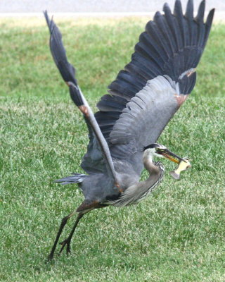 BlueHeron5.jpg