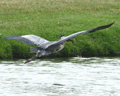 BlueHeron6.jpg