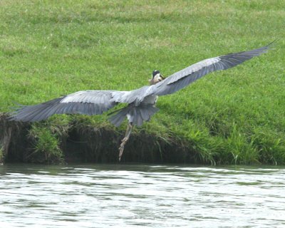 BlueHeron7.jpg