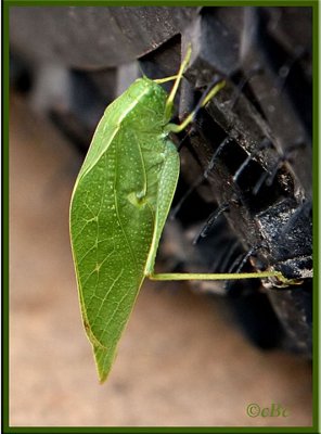 Green-Leaf-Katydid-w.jpg