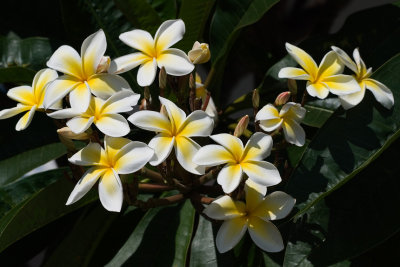 Maui 2007: Flowers