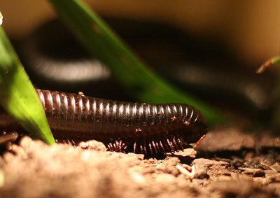 millipede01.jpg