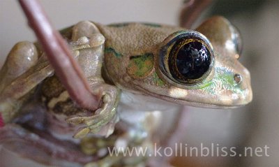 treefrog640.jpg