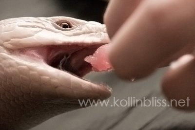 skink-eat01.jpg