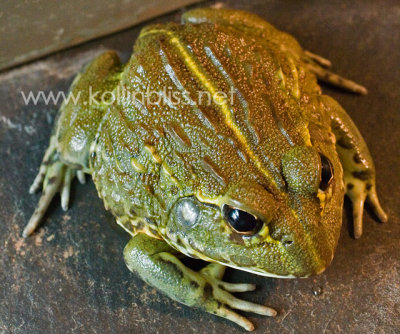 Reptiles and Amphibians