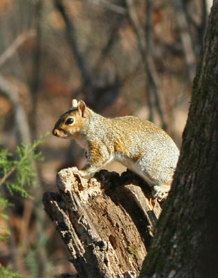 squirrelonstump.jpg