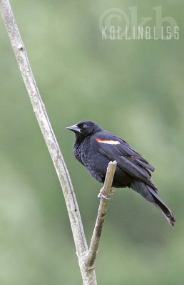 rw-blackbird01-web.jpg
