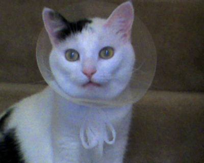 conebaby2.jpg