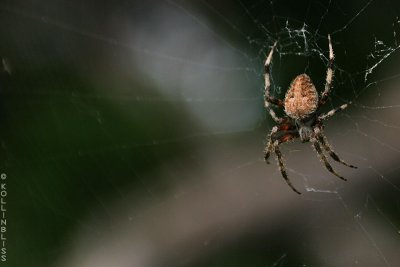 richmond-spider01.jpg