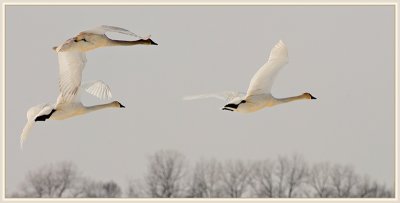 Trumpeter Swans in Flight