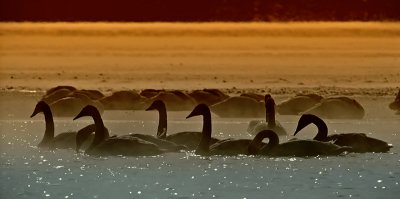 Trumpeter Swans at Sunset