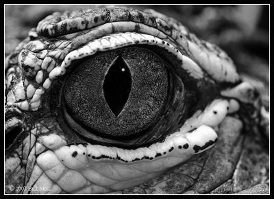 The Eye of a Predator - The Alligator