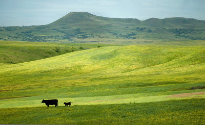 cattle on the hill