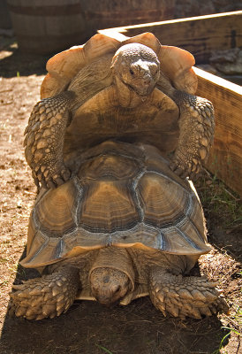 tortoise love