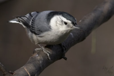 December 6, 2006: White-breasted Nuthatch