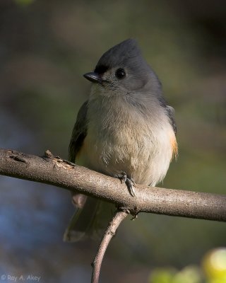 December 9, 2006: Tufted Titmouse