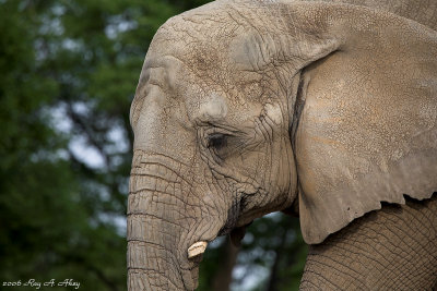 January 5, 2007: African Elephant