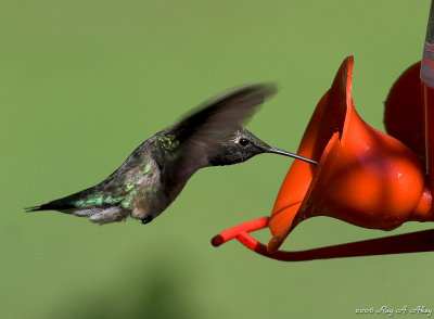 January 6, 2007: Ruby-throated Hummingbird
