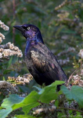January 7, 2007: Common Grackle