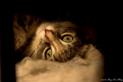 January 20, 2007: Smokey