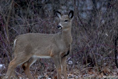 January 22, 2007: Doe