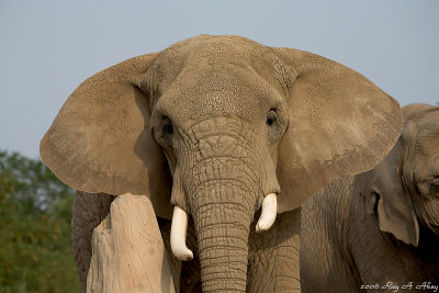 February 7, 2007: African Elephant