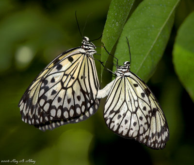 February 23, 2007: Butterfly Mating