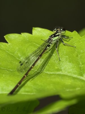 March 5, 2007: Eastern Forktail (male)