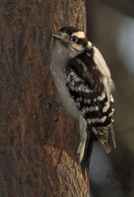 March 9, 2007: Downy Woodpecker