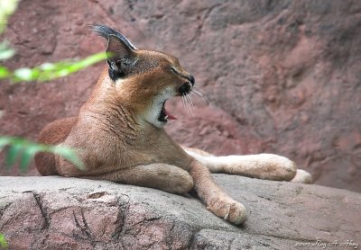 March 20, 2007: Caracal