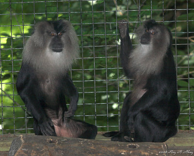 April 21, 2007: Monkeys