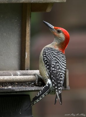 April 22, 2007: Red-Bellied Woodpecker.jpg