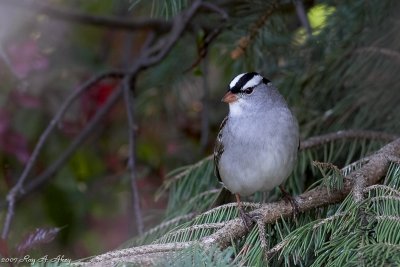 May 11, 2007: White Crowned Sparrow