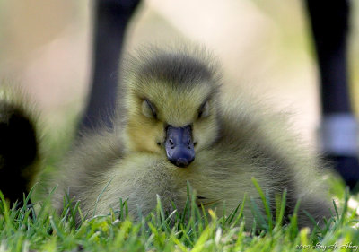 May 14, 2007: Baby Goose