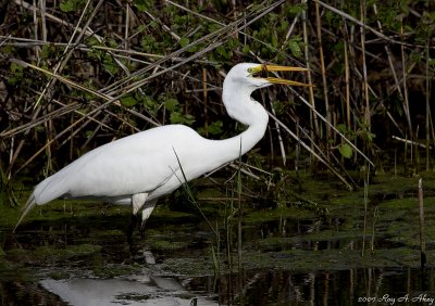 May 16, 2007: Great Egret