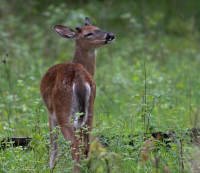 May 18, 2007: Ojibway Deer