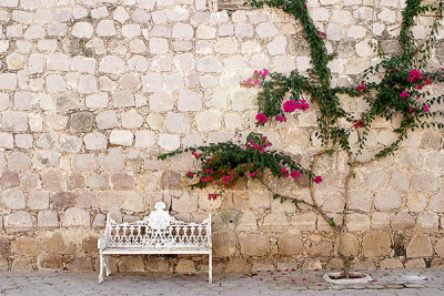 Rose and Bench