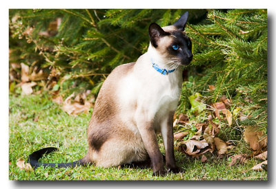 Nov. 9 & 10: Wiscasset Siamese out for a stroll ..... what BLUE eyes!