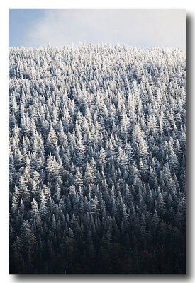 ...covered in snow. (forest, snow, mountains)