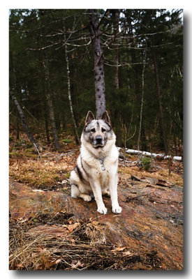 Jan. 14: Scout poses for his outdoor portrait!